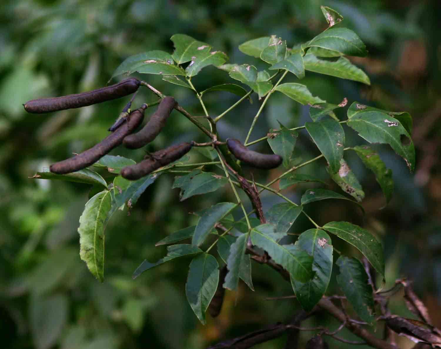 Image of arsenic bush