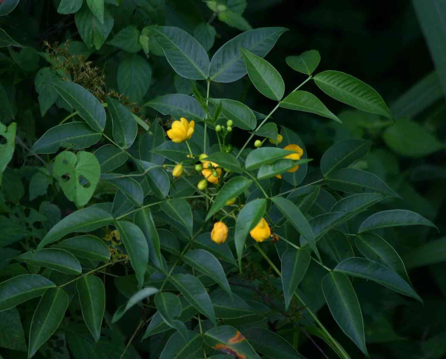 Image of arsenic bush