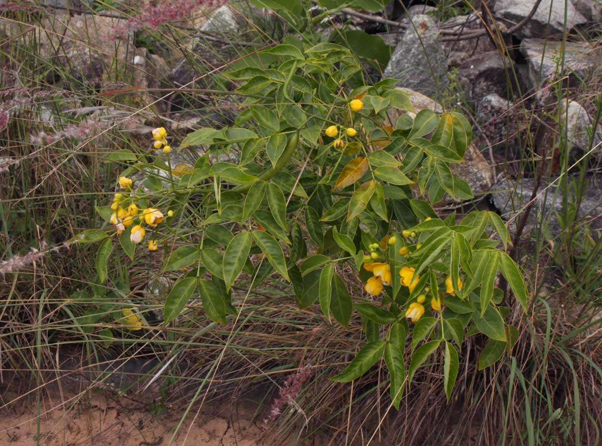 Image of arsenic bush