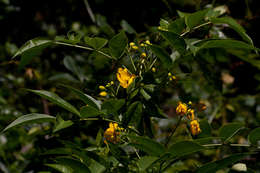 Image of arsenic bush