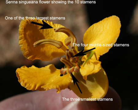 Image of Isihaqa esincinyane
