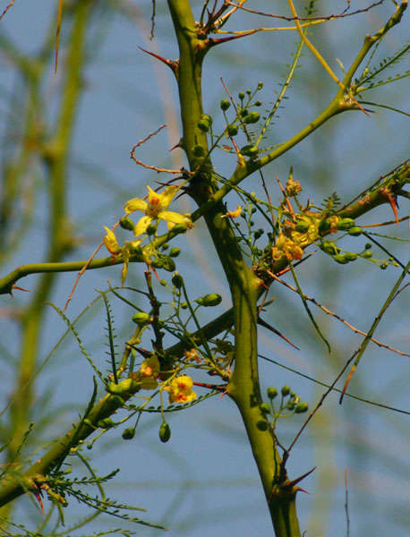 Image of paloverde