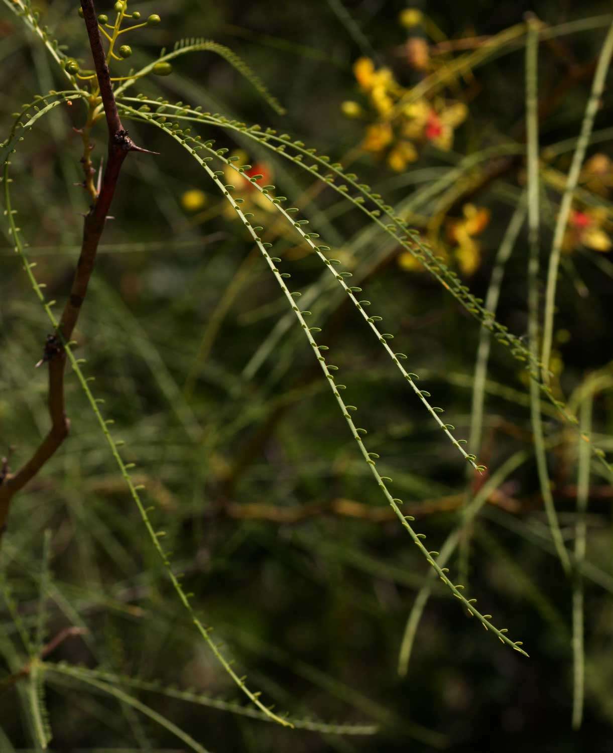 Image of paloverde