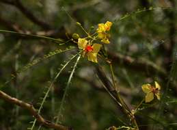 Image of paloverde