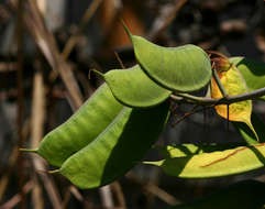 Caesalpinia resmi