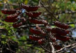 Caesalpinia resmi