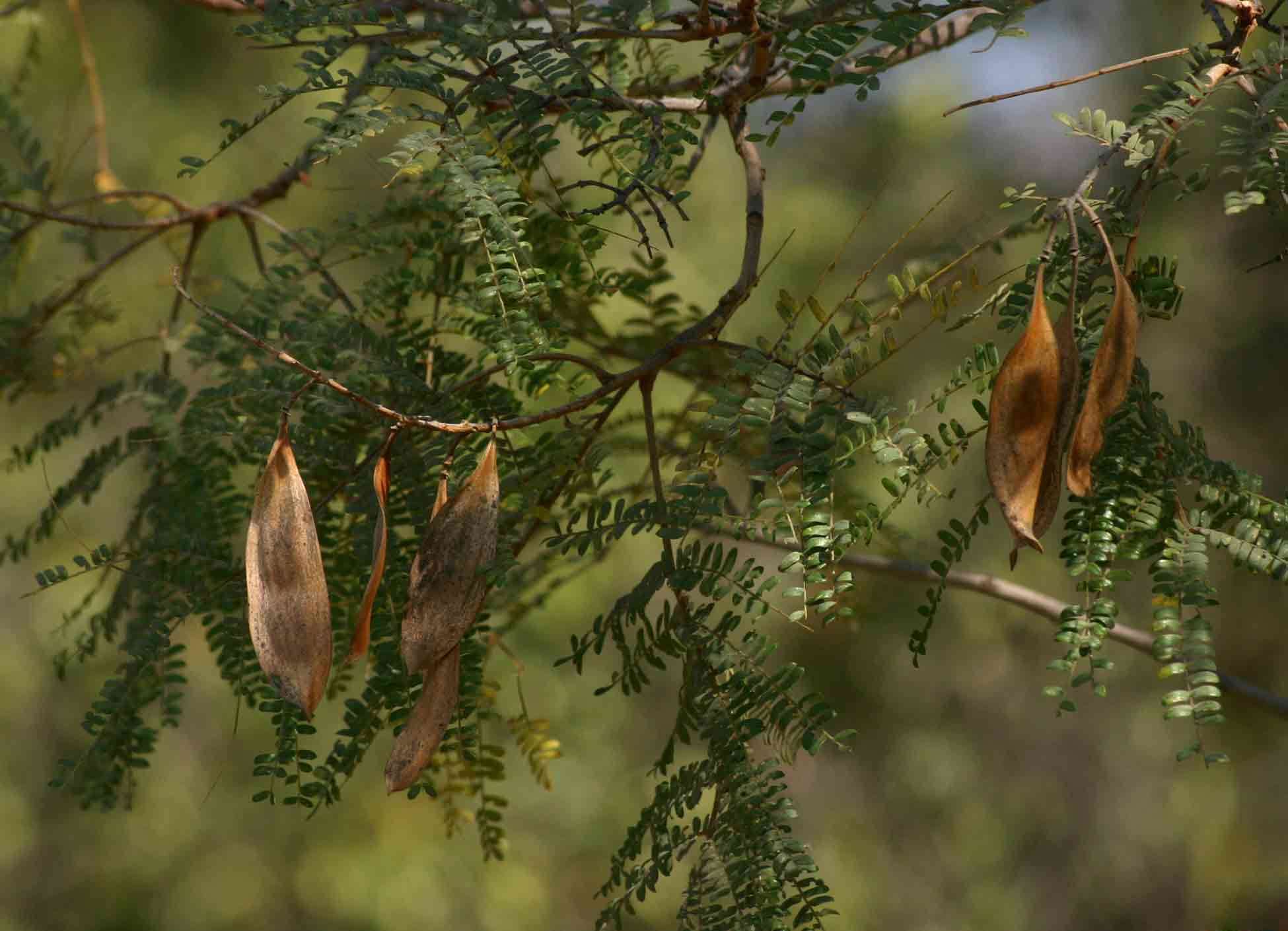 Peltophorum resmi