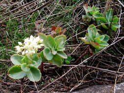 Hylotelephium telephium (L.) H. Ohba resmi