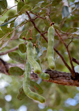 Image of Bobgunnia