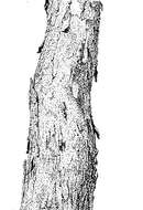 Image of Pericopsis