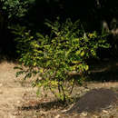 Image of Sophora velutina subsp. zimbabweensis J. B. Gillett & Brummitt