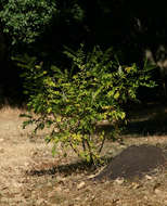 Image of Sophora velutina Lindl.