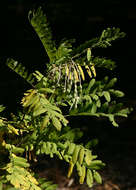 Sophora velutina Lindl. resmi