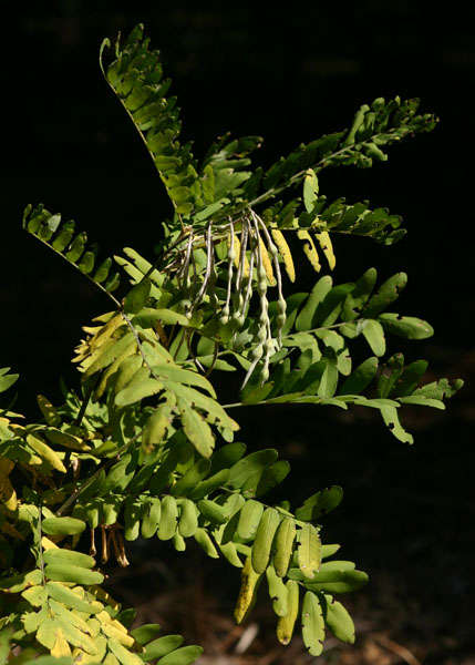 Image of Sophora velutina Lindl.