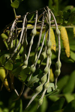 Image of Sophora velutina Lindl.