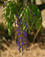 Image of Bolusanthus