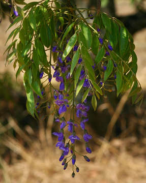 Image of Bolusanthus