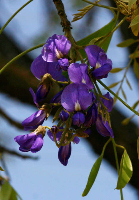 Image of Bolusanthus