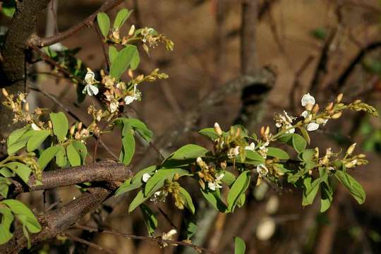 Image de <i>Fabaceae subfamily</i> Papilionoideae