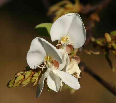 Image of <i>Fabaceae subfamily</i> Papilionoideae