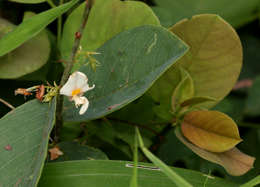 Image of <i>Fabaceae subfamily</i> Papilionoideae