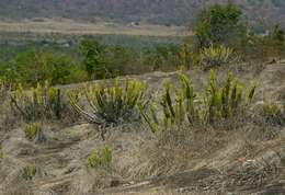 Sivun Euphorbia graniticola L. C. Leach kuva