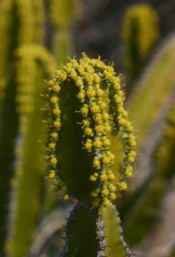 Euphorbia graniticola L. C. Leach resmi