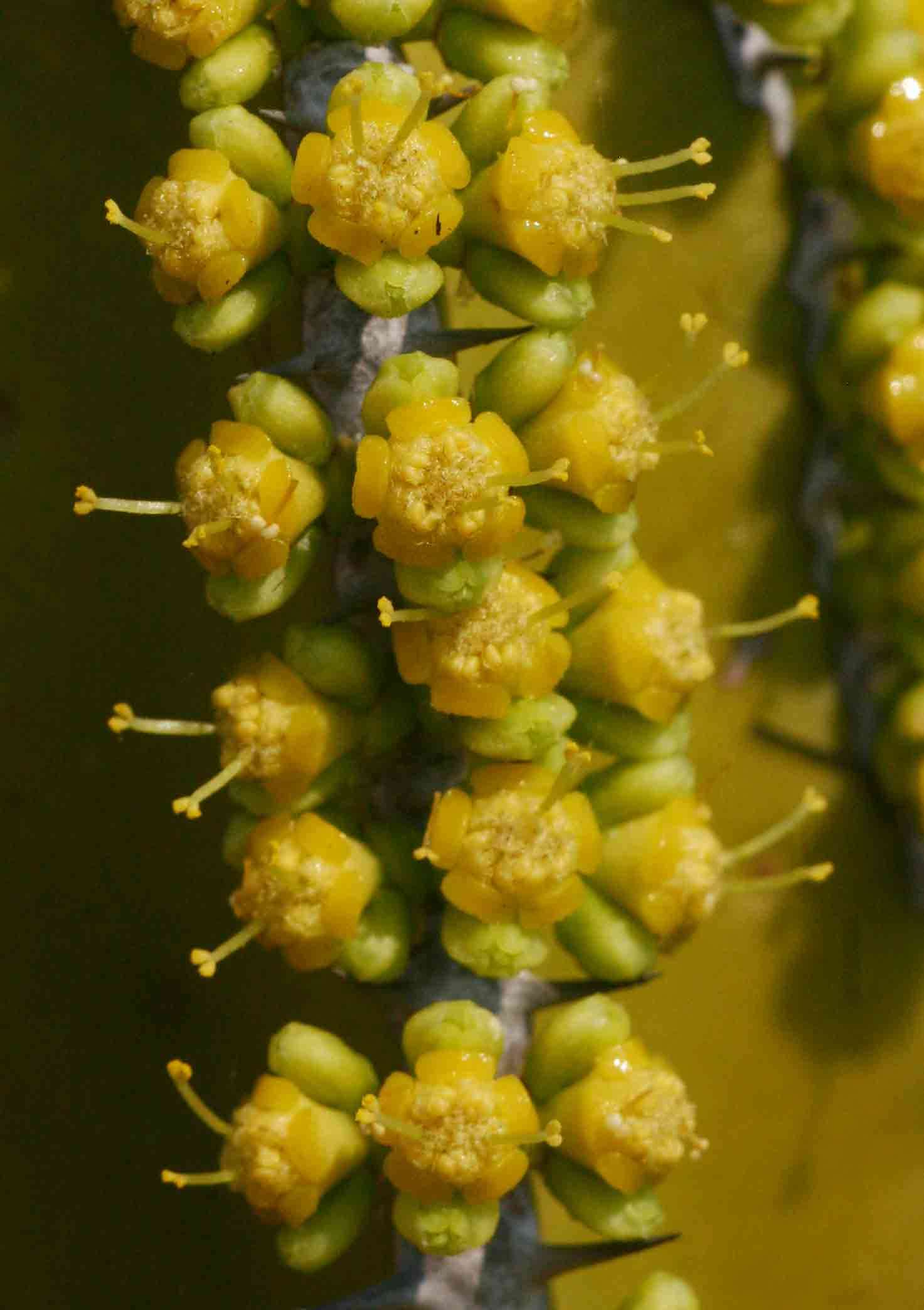 Image of Euphorbia graniticola L. C. Leach