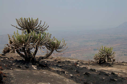 Euphorbia graniticola L. C. Leach resmi