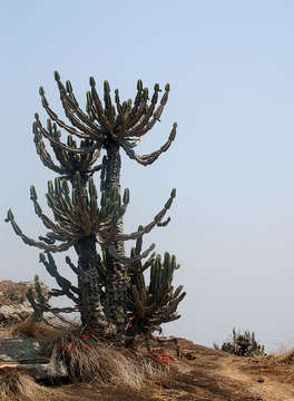 Sivun Euphorbia graniticola L. C. Leach kuva