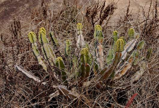 Imagem de Euphorbia graniticola L. C. Leach