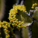 Euphorbia graniticola L. C. Leach resmi