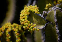 Image of Euphorbia graniticola L. C. Leach