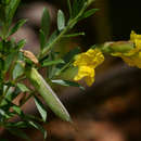 Image of Pearsonia aristata (Schinz) Dummer