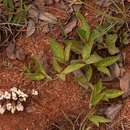 Image of Pearsonia grandifolia subsp. latibracteolata (Dummer) Polhill