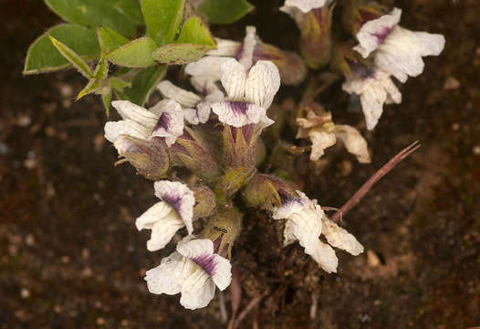 Image of Pearsonia grandifolia (Bolus) Polhill