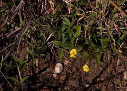 Image of Pearsonia mesopontica Polhill
