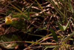 Image of Pearsonia mesopontica Polhill
