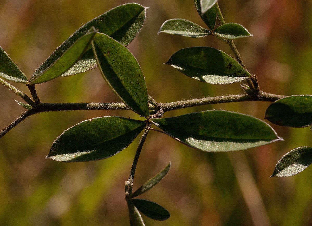 Image of Pearsonia mesopontica Polhill