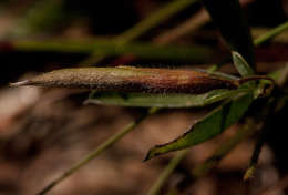 Image of Pearsonia mesopontica Polhill