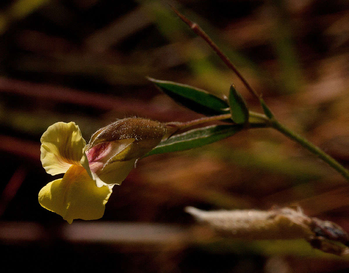 Image of Pearsonia mesopontica Polhill