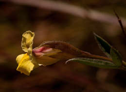 Image of Pearsonia mesopontica Polhill