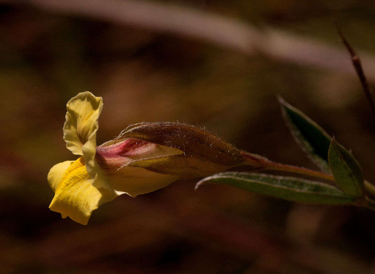 Image of Pearsonia mesopontica Polhill
