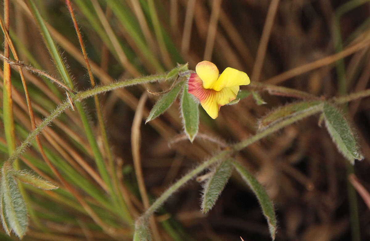 Image of Pearsonia mesopontica Polhill