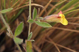 Image of Pearsonia mesopontica Polhill