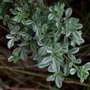 Image of Pearsonia metallifera Wild