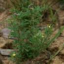 Image of Crotalaria alexandri Baker fil.