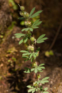 Image de Crotalaria