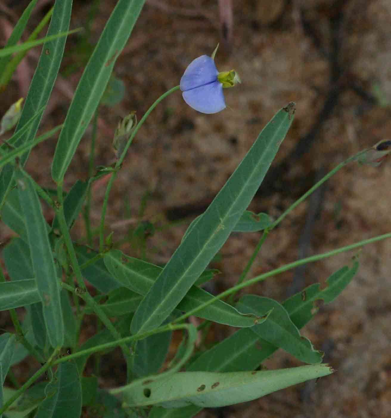 Image of Crotalaria anisophylla (Hiern) Baker