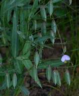 Image of Crotalaria anisophylla (Hiern) Baker